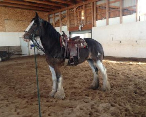 Zuchtstute Ashlane Sophie (Clydesdale, 2009, von Blackgate Connor)