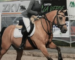 jumper Fine Fellow (German Riding Pony, 2002, from Feingold)