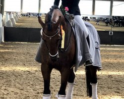 dressage horse Concierge B (Hanoverian, 2002, from Contendro I)