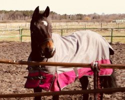 horse Gescha (German Riding Pony, 2004, from Marco Polo)