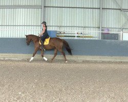 dressage horse Bajazzo (Hanoverian, 2011, from Bonifatius)