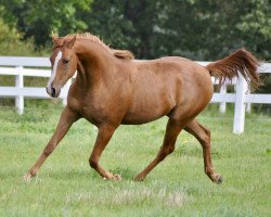 Pferd Camar Qidam (Anglo-Araber, 2017, von Ibisco xx)