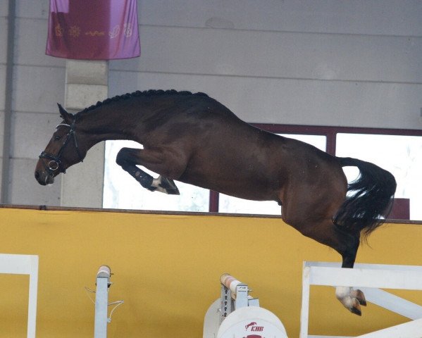stallion Hongkong B (Holsteiner, 2015, from Toulon)