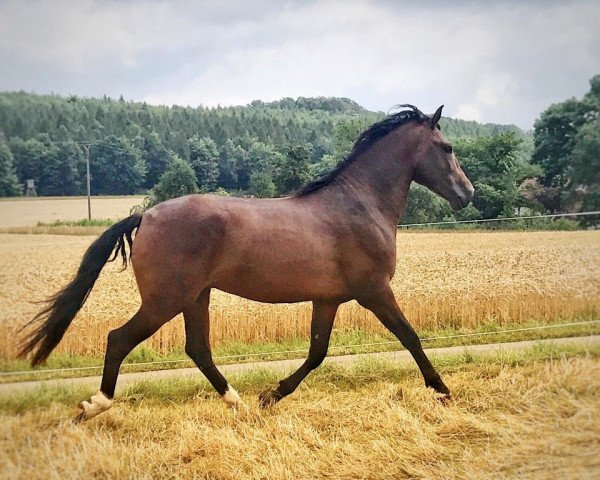 stallion Nostalgico CAS (Pura Raza Espanola (PRE), 2015, from Torero LXIX)