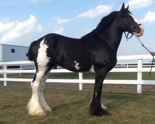 Deckhengst Admiral's Edward of Greenwood (Clydesdale, 2009, von Solomon's Admiral)