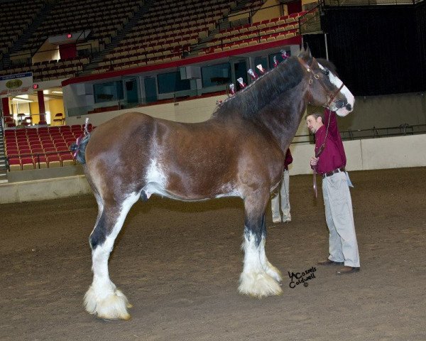 stallion Toll-gate Select King (Clydesdale, 2001, from Fox Hill's Finale)