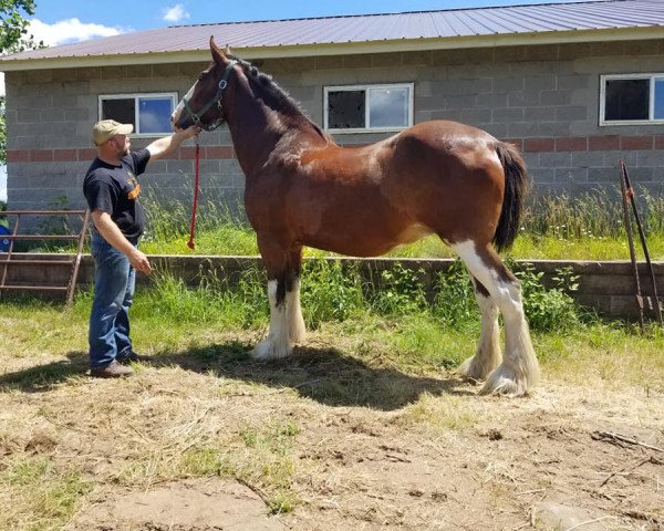 broodmare ADKS Mickie (Clydesdale, 2009, from Toll-gate Select King)