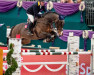 stallion Cullinan du Borget B (Selle Français, 2012, from Diamant de Semilly)