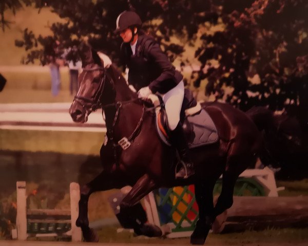 broodmare Angelina (Oldenburg show jumper, 1998, from Night and Day)