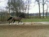 jumper Amarula S (Oldenburg show jumper, 2012, from Colonel Cousteau)