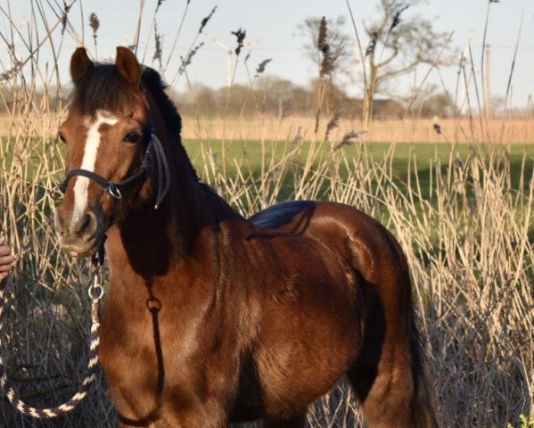 Springpferd Joli-Crue (Welsh Pony (Sek.B), 1997, von Constantin)