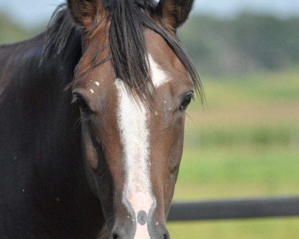 broodmare Laetitia (German Riding Pony, 2007, from Do it Again)