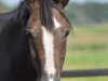 broodmare Laetitia (German Riding Pony, 2007, from Do it Again)