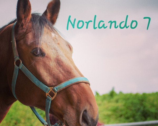 Dressurpferd Norlando 7 (Holsteiner, 2012, von Nerrado)