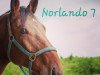 dressage horse Norlando 7 (Holsteiner, 2012, from Nerrado)