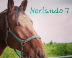 dressage horse Norlando 7 (Holsteiner, 2012, from Nerrado)