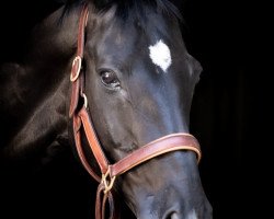 dressage horse Dumbledore G (Hanoverian, 2004, from Don Crusador)