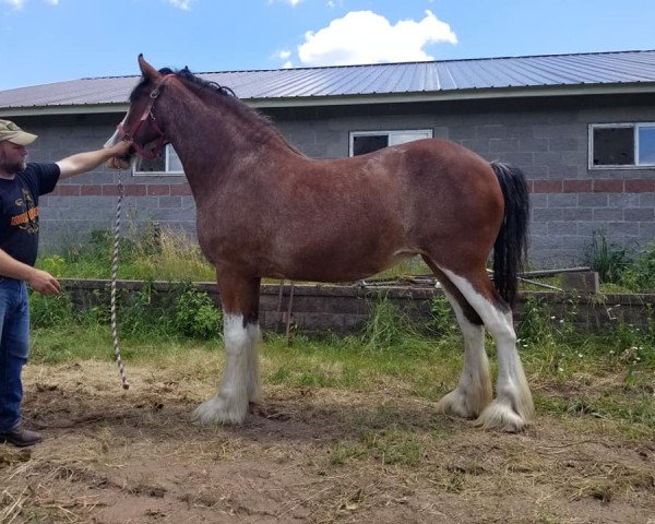 Zuchtstute ADKS Indy (Clydesdale, 2013, von ADKS Luthur)