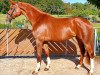 broodmare Fiara Tohunga (Trakehner, 2014, from Camaro)