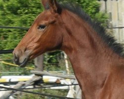 horse Aldiana (Oldenburg, 2016, from Graf Top)