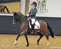 dressage horse Castenrayseweg's Amaretto (Nederlands Welsh Ridepony, 2010, from Orchard Red Prince)