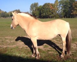 broodmare Marlies (Fjord Horse, 1996, from Samson)