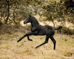 horse Dieter (Hannoveraner, 2019, from Diacontinus)