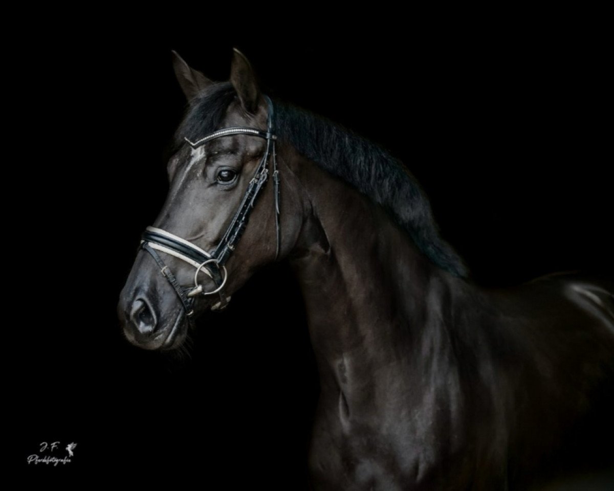 jumper Airforce Lady S (Oldenburg show jumper, 2015, from Graf Top)
