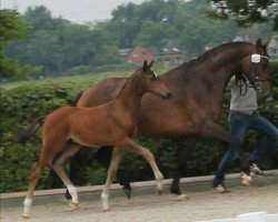 horse Hengst von Naldo / Ludwigs As (Oldenburger Springpferd, 2015, from Naldo 29)