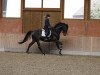 dressage horse Traunstein (Westphalian, 2016, from Top Gear)