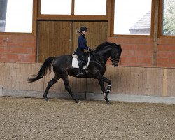 dressage horse Traunstein (Westphalian, 2016, from Top Gear)