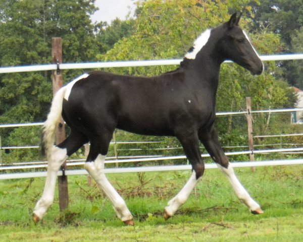 horse Bürgerhoffs Ser Asgard (Pinto, 2019, from Sunny Boy)