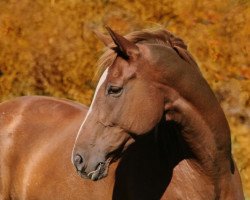 dressage horse Desmond (Westphalian, 2005, from Dali X)