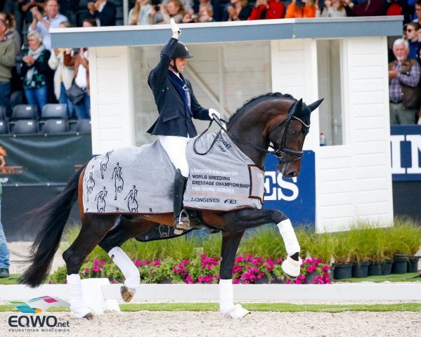 stallion Jovian (KWPN (Royal Dutch Sporthorse), 2014, from Apache)