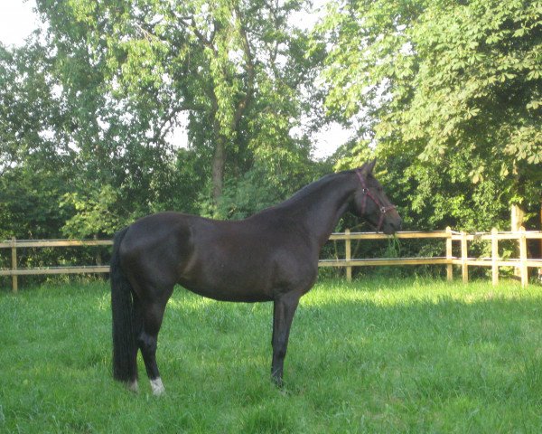 broodmare Franka (Oldenburg, 2009, from Farewell III)