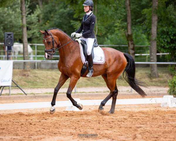 dressage horse Samiro 59 (Mecklenburg, 2014, from Sir Galanto)