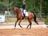 dressage horse Samiro 59 (Mecklenburg, 2014, from Sir Galanto)