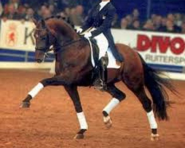 stallion Krack C (KWPN (Royal Dutch Sporthorse), 1992, from Flemmingh)
