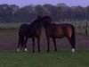 broodmare Diana (Hanoverian, 1992, from Dressman)