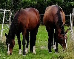 horse Pigasso (New Forest Pony, 1995, from Briljant)