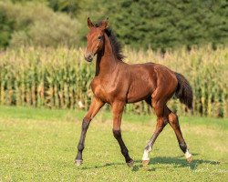 Deckhengst Rudolph BB (Österreichisches Warmblut, 2019, von Rock Forever NRW)