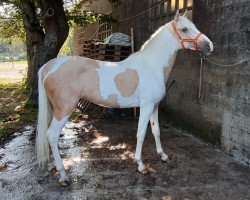 horse Brandy (Lusitano, 2017)