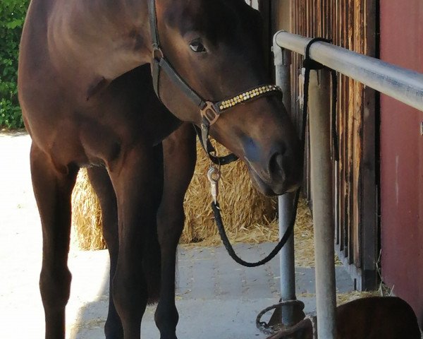 dressage horse Never Give Up 6 (Oldenburg, 2015, from Netto)