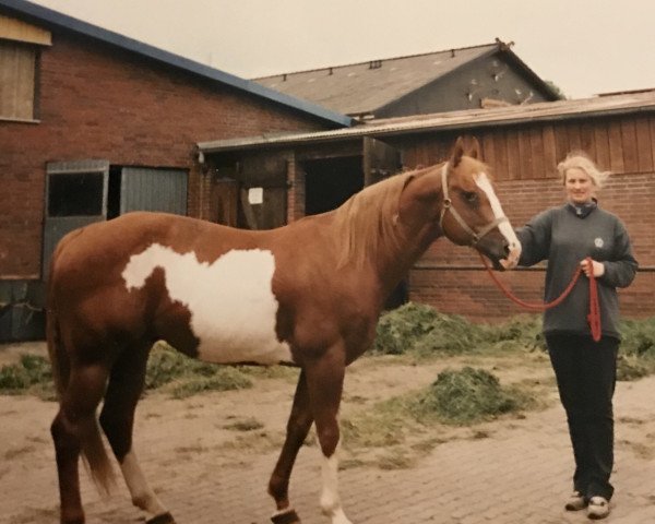 horse Flash the Color (Paint Horse, 1988, from J Spin A Flash)