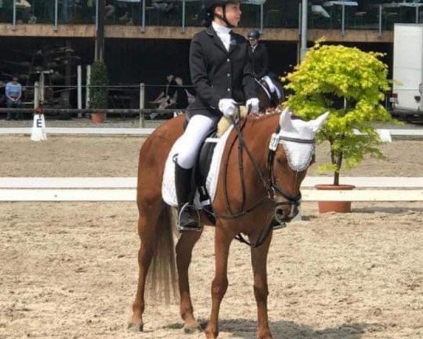 dressage horse Zara VI (Belgian Warmblood, 2011, from Unbekannt FRA)