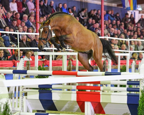 stallion High Level 7 (Oldenburg show jumper, 2017, from Heartbreaker)