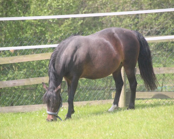 Pferd Queen of Machno (Schweizer Warmblut, 2007, von Machno Carwyn)