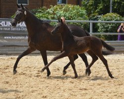 broodmare Tharau (Trakehner, 2019, from Speedway 7)