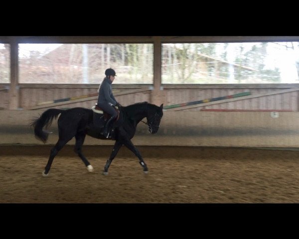 dressage horse Lenox (German Sport Horse, 2014, from Lemberger)