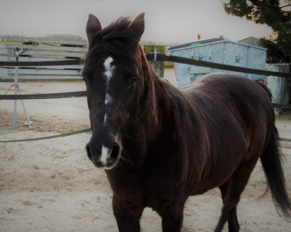 dressage horse Ballou B (German Riding Pony, 1996)